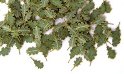 PM_252 - Green leaves - oak - quercia 135