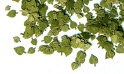 PM_254 - Green leaves - linden 135